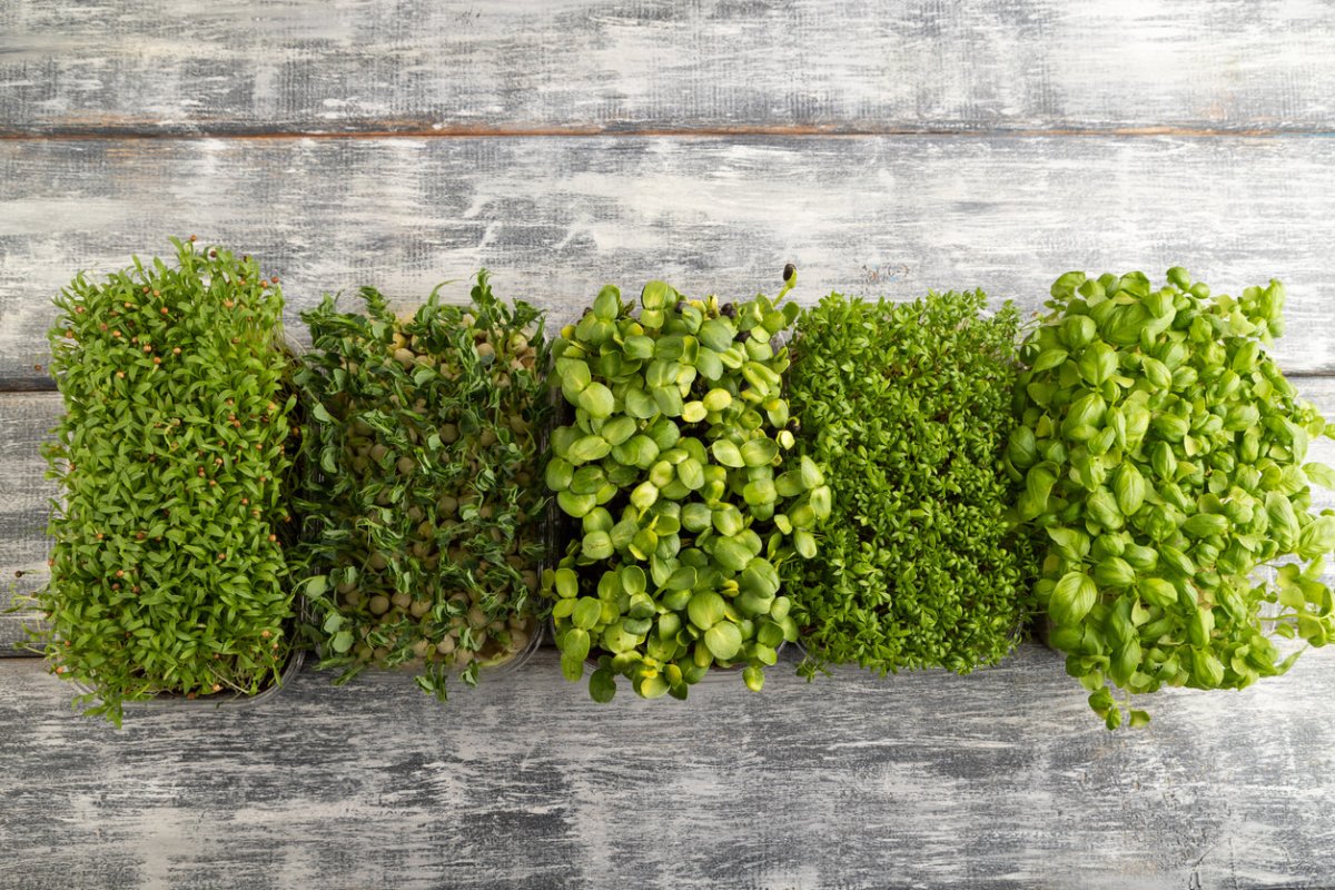 The Tiny Titans of Nutrition: Discovering Microgreens on Oonnie - Forage Market