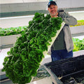 Romaine Lettuce Hydroponic Grown - 1 Head - Friday Delivery ONLY - Oonnie - Vertical Roots Canada