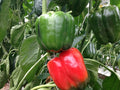 Green Peppers - avg/ea Edmonton | Forage Farmers Market