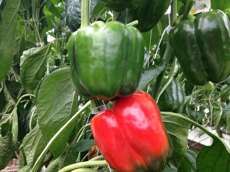 Green Peppers - avg/ea Edmonton | Forage Farmers Market