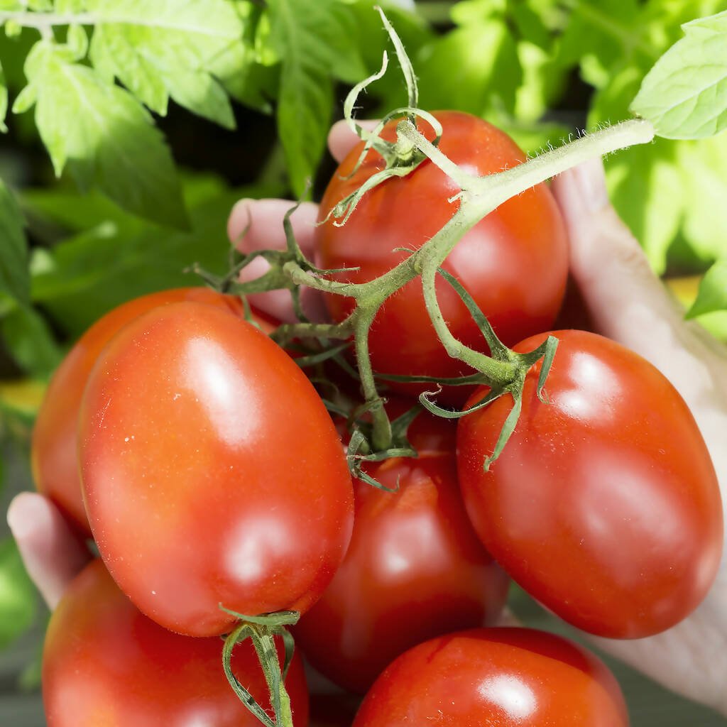 Alberta Grown Roma Tomatoes - avg/ea - Oonnie - Sunfresh Farms