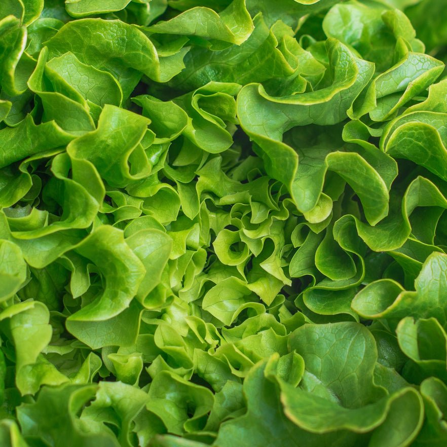 Leafy Green Lettuce Hydroponic Grown - 1 Head - Friday Delivery ONLY - Oonnie - Vertical Roots Canada